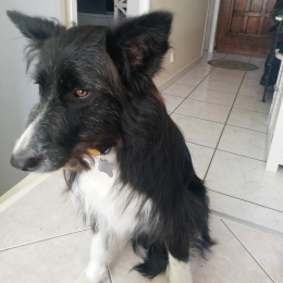 Sanka profile