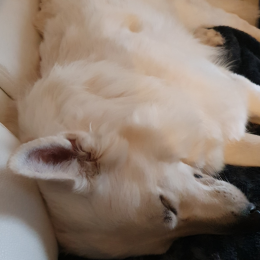 Jipsie profile