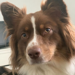 Ohana profile
