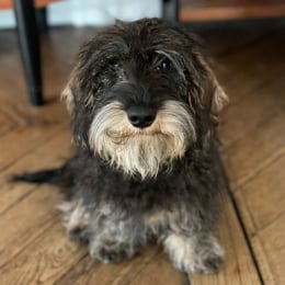 Simon profile