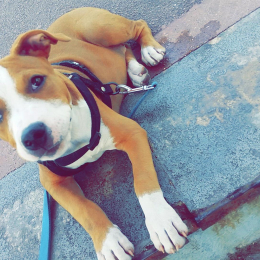 Max profile