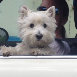 Rox profile