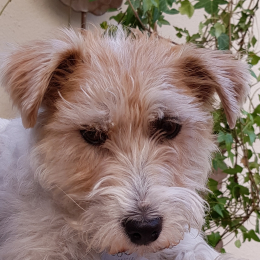 Iona profile