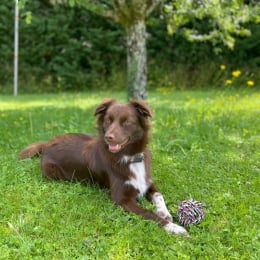 Elvi profile