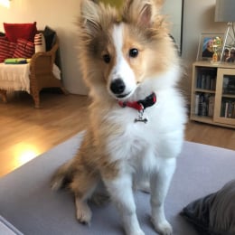 Jordan profile