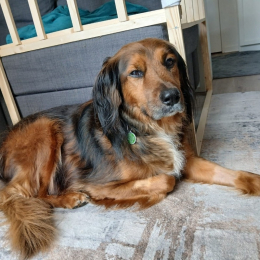 Loki profile