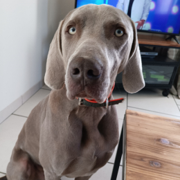 Victor profile