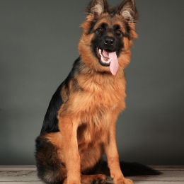 Max profile