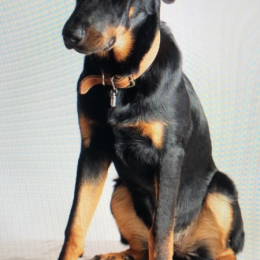 Pietra profile