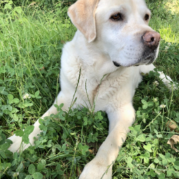 Doggo profile