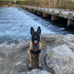 Rocky profile