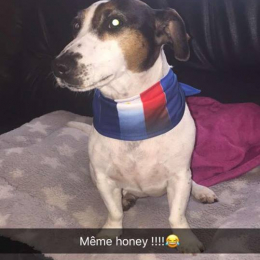 Honey profile