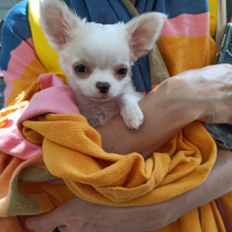 Dubois agnès profile