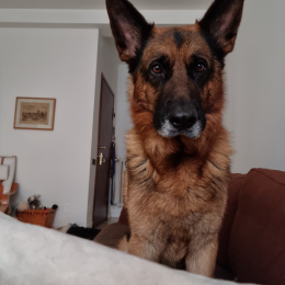 Marc profile