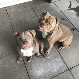 Neo et skaï profile