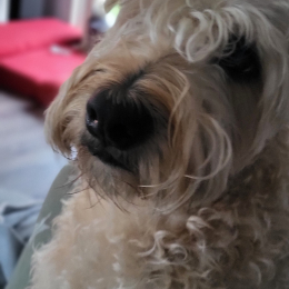 Scobie profile