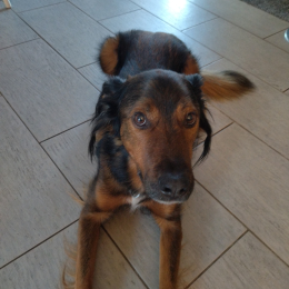 Odin profile