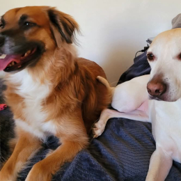 Nala et chanel profile