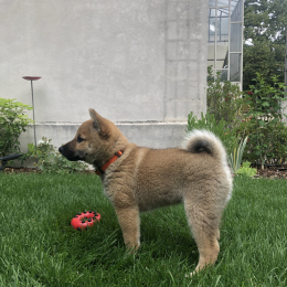 Soko profile