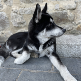 Nougat profile