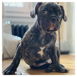 Léon profile
