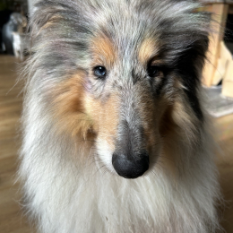 Indy profile