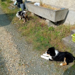 Athena et ares profile