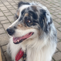 Ulisse profile