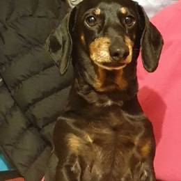 Ira profile