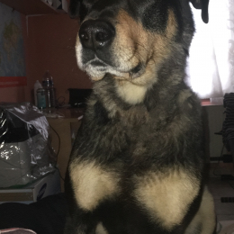 Tiger  profile