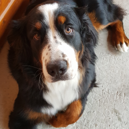 Doggo profile