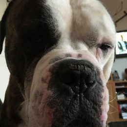 Tayson profile