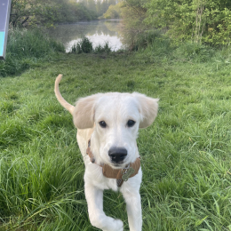 Flynn profile