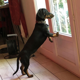 Pepper profile