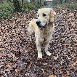César profile