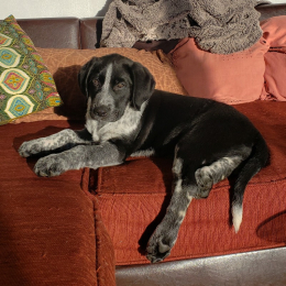 Merle profile