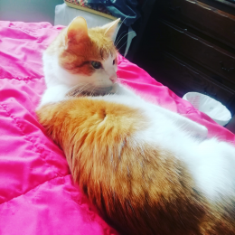 Veronique profile