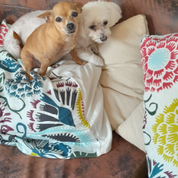 Deux chiens maya et vénus profile