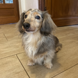 Teddy profile
