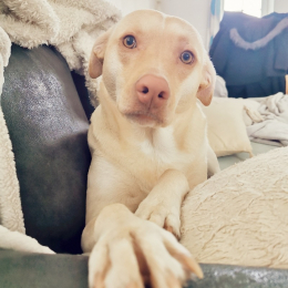 Nymeria profile