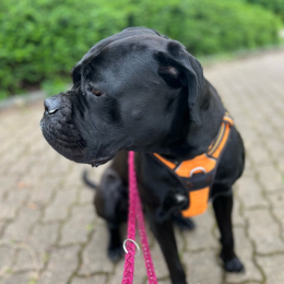 Roxane profile