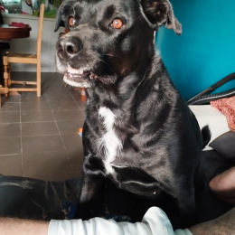 Zaya profile
