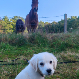 Freyja profile
