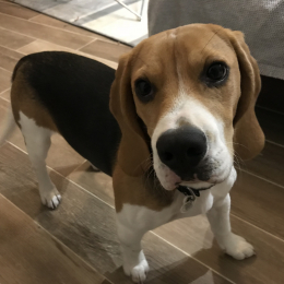Oliver profile