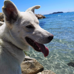 Sami profile