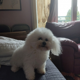 Fifi profile