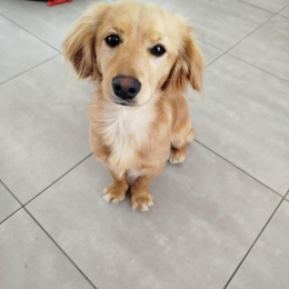 Viko profile