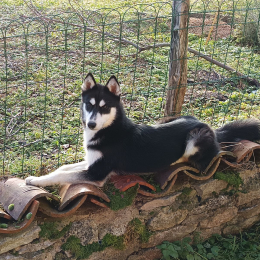 Junior et venom profile