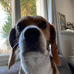 Lucky profile