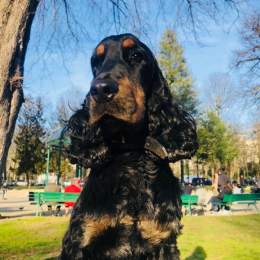Max profile
